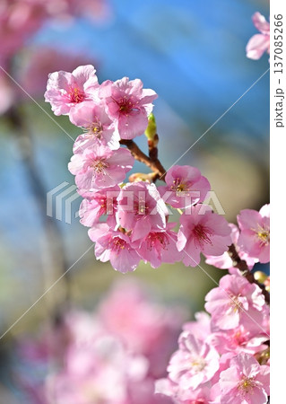 春イメージ(桜:河津桜)Spring season image 春イメージ(桜:河津桜)Spring season image 137085266