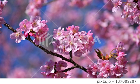 春イメージ(桜:河津桜)Spring season image 春イメージ(桜:河津桜)Spring season image 137085287