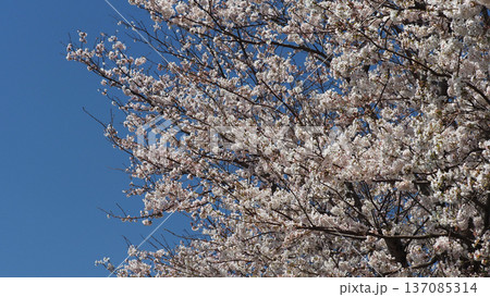 桜（ソメイヨシノ）Cherry Blossom 137085314