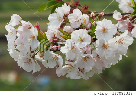 桜(ソメイヨシノ)Cherry Blossom 桜(ソメイヨシノ)Cherry Blossom 137085315