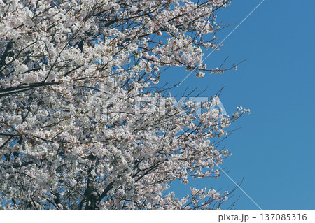 桜(ソメイヨシノ)Cherry Blossom 桜(ソメイヨシノ)Cherry Blossom 137085316