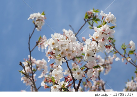 桜(ソメイヨシノ)Cherry Blossom 桜(ソメイヨシノ)Cherry Blossom 137085317
