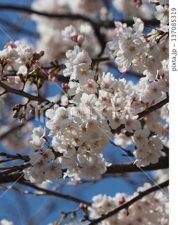 桜(ソメイヨシノ)Cherry Blossom 桜(ソメイヨシノ)Cherry Blossom 137085319