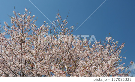 桜(ソメイヨシノ)Cherry Blossom 桜(ソメイヨシノ)Cherry Blossom 137085325