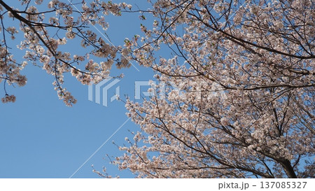 桜(ソメイヨシノ)Cherry Blossom 桜(ソメイヨシノ)Cherry Blossom 137085327