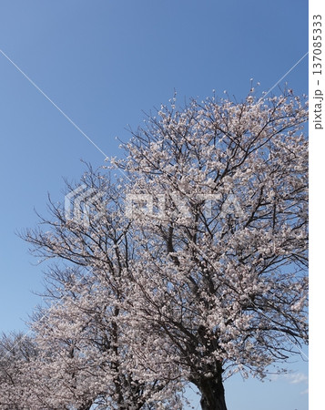 桜(ソメイヨシノ)Cherry Blossom 桜(ソメイヨシノ)Cherry Blossom 137085333