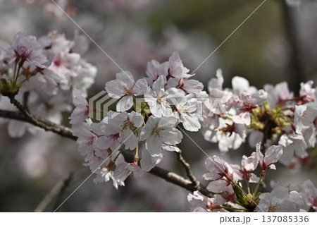 桜(ソメイヨシノ)Cherry Blossom 桜(ソメイヨシノ)Cherry Blossom 137085336