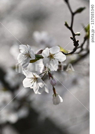 桜(ソメイヨシノ)Cherry Blossom 桜(ソメイヨシノ)Cherry Blossom 137085340
