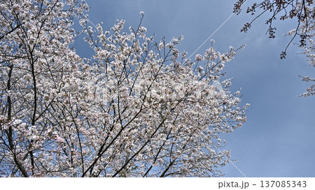 桜（ソメイヨシノ）Cherry Blossom 137085343