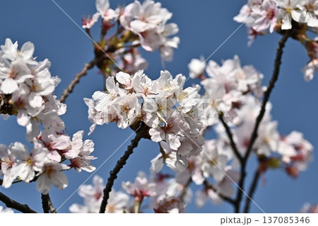 桜(ソメイヨシノ)Cherry Blossom 桜(ソメイヨシノ)Cherry Blossom 137085346