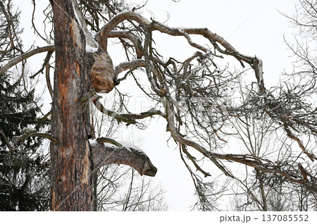 winter photograph of an old pine tree with twisted, bare branches winter photograph of an old pine tree with twisted, bare branches 137085552