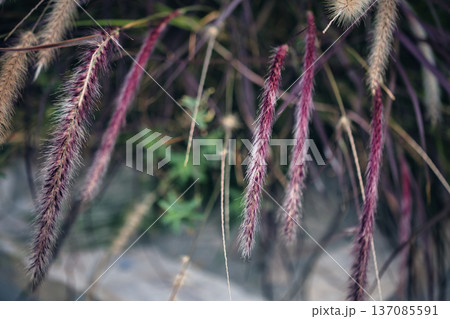 A gentle abstract botanical scene photographed on August 23, 2025. A gentle abstract botanical scene photographed on August 23, 2025. 137085591