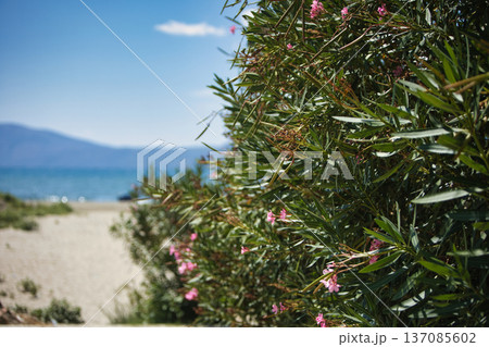 A gentle abstract botanical scene photographed on August 23, 2025. A gentle abstract botanical scene photographed on August 23, 2025. 137085602