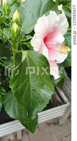 Side view of hibiscus flower with prominent green leaf and unopened buds. Detailed texture of petals and foliage in natural outdoor light, ornamental tropical plant in decorative container. Side view of hibiscus flower with prominent green leaf and unopened buds. Detailed texture of petals and foliage in natural outdoor light, ornamental tropical plant in decorative container. 137085677