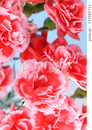 母の日 28 カーネーションの花束 母の日 28 カーネーションの花束 137085711