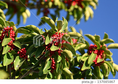 クロガネモチ（縁起物にも） 137085867