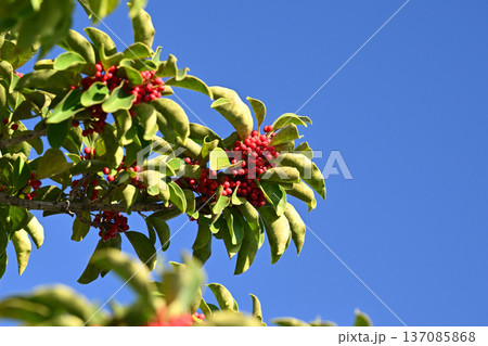 クロガネモチ（縁起物にも） 137085868