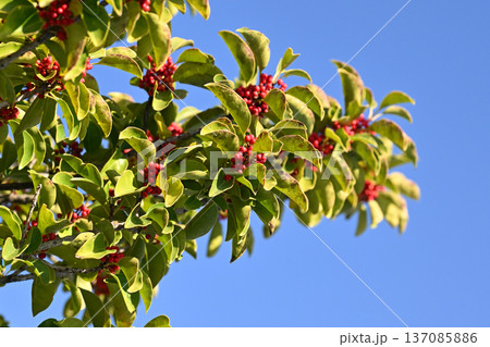 クロガネモチ（縁起物にも） 137085886