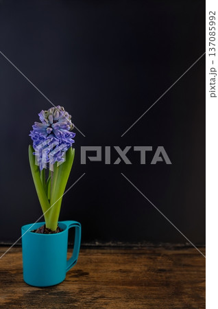 Hyacinthus orientalis (known as Common Hyacinth, Garden Hyacinth or Dutch Hyacinth) in a pot isolated on black 137085992