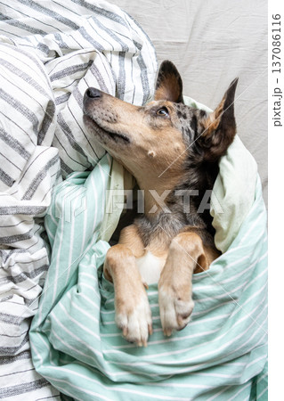 funny spotted dog is wrapped in blanket, sleeping on bed, pet is frozen and hid under blanket. funny spotted dog is wrapped in blanket, sleeping on bed, pet is frozen and hid under blanket. 137086116