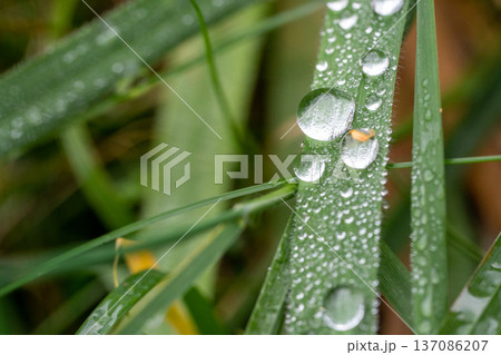 Water Droplets on Green Grass Blades Water Droplets on Green Grass Blades 137086207