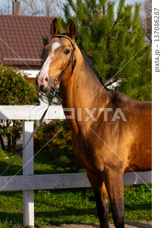 Brown horse with white markings stands beside a wooden fence in a green pasture, with a house and trees visible in the background under clear blue skies Brown horse with white markings stands beside a wooden fence in a green pasture, with a house and trees visible in the background under clear blue skies 137086287