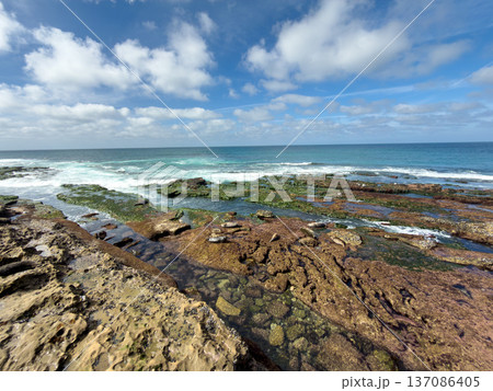 La Jolla, California, United States. Harbor seals rest on the sand at La Jolla Cove, San Diego 137086405