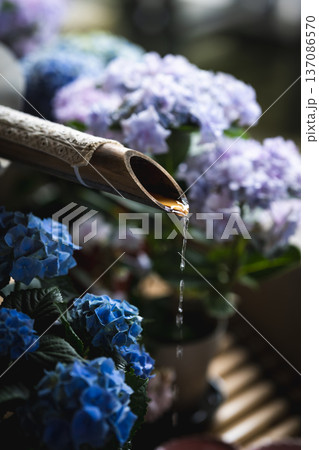 奈良・長谷寺の初夏 涼を呼ぶ竹の手水と鮮やかな青い紫陽花 奈良・長谷寺の初夏 涼を呼ぶ竹の手水と鮮やかな青い紫陽花 137086570