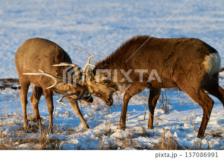 角を突きあうエゾシカ 137086991
