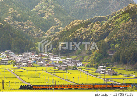 茶畑の里山を走り抜けるSL大井川鐵道 茶畑の里山を走り抜けるSL大井川鐵道 137087119