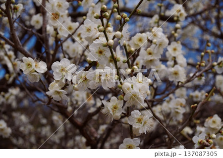 青空に映える白梅の花 満開の梅とつぼみ 春の風景 青空に映える白梅の花 満開の梅とつぼみ 春の風景 137087305