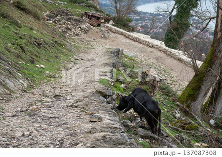 Mountain dirt road with black cow grazing near stone path and hillside view over New Athos town in Abkhazia. Rural lifestyle storytelling, agritourism marketing, sustainable travel Mountain dirt road with black cow grazing near stone path and hillside view over New Athos town in Abkhazia. Rural lifestyle storytelling, agritourism marketing, sustainable travel 137087308
