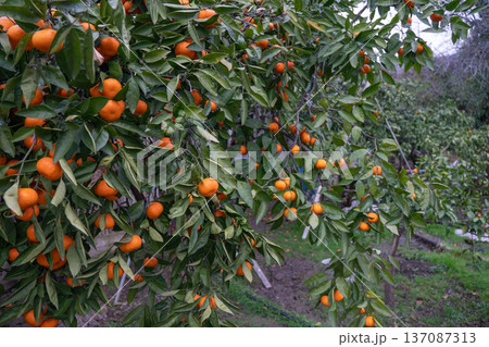 Mandarin tree branches with ripe orange fruits in orchard, dense green foliage and seasonal harvest scene in natural daylight. Image supports agriculture marketing, agro tourism, fresh produce 137087313