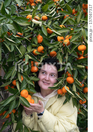 Woman standing under mandarin tree branches with ripe orange fruits and green leaves, seasonal harvest scene in Abkhazia with natural colors and fresh produce focus. Tourism marketing, agriculture Woman standing under mandarin tree branches with ripe orange fruits and green leaves, seasonal harvest scene in Abkhazia with natural colors and fresh produce focus. Tourism marketing, agriculture 137087317