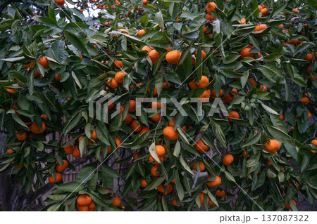 Mandarin tree branches with ripe orange fruits in orchard, dense green foliage and seasonal harvest scene in natural daylight. Image supports agriculture marketing, agro tourism, fresh produce 137087322