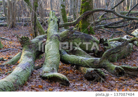 Fallen moss-covered trees in a natural forest 137087484