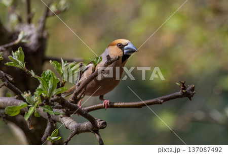 Hawfinch bird perching on a tree branch in spring 137087492