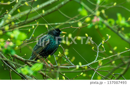 European starling perching on tree branch in spring 137087493