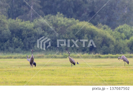 Cranes standing on green meadow with forest 137087502