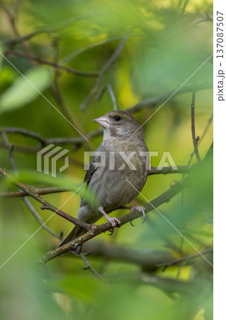 Greenfinch perching on branch in lush foliage Greenfinch perching on branch in lush foliage 137087507