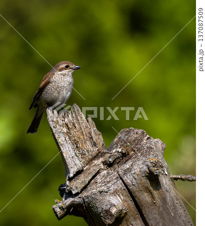 Juvenile red-backed shrike perching on old wood 137087509