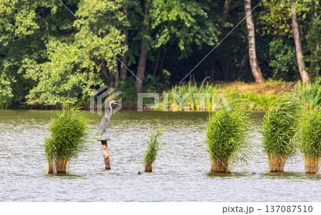 Grey heron perching on a pole in lake 137087510