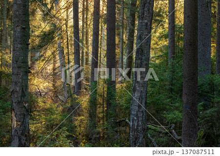 Forest trees showing sunbeams breaking through canopy 137087511