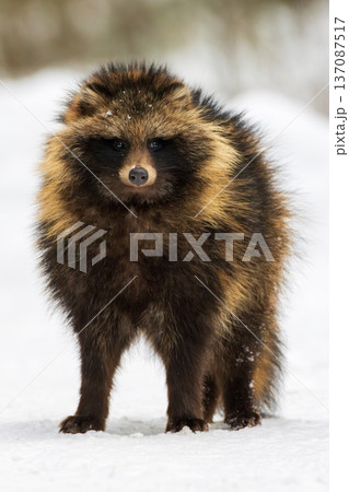 Tanuki standing in snow during winter day 137087517