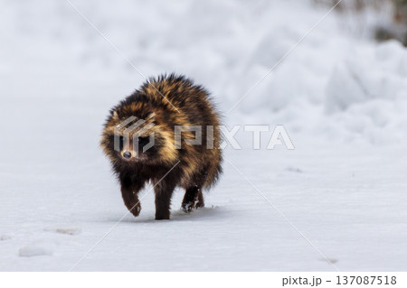 Tanuki raccoon dog walking through winter snow 137087518