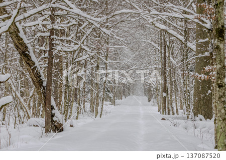 Snowy forest road with bare trees during winter 137087520