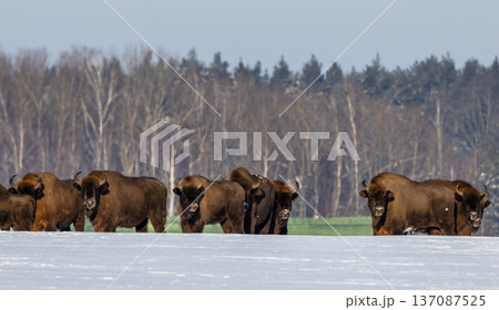 European bison herd walking in winter snowland European bison herd walking in winter snowland 137087525