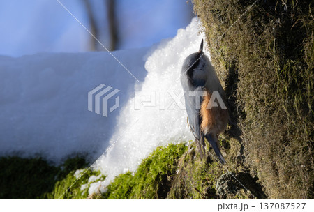 Nuthatch foraging on mossy tree in winter snow Nuthatch foraging on mossy tree in winter snow 137087527