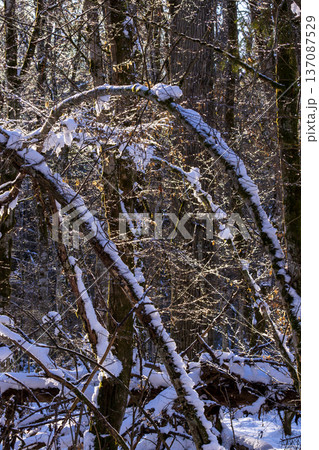 Sunlight filtering through snowy bare forest branches Sunlight filtering through snowy bare forest branches 137087529