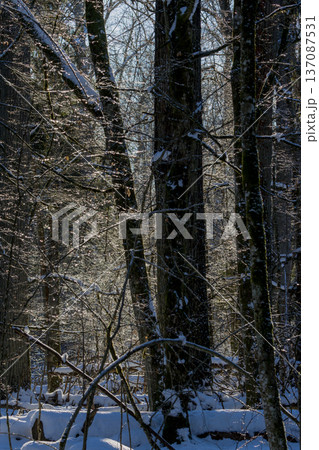 Winter forest trees sparkling in morning sunlight Winter forest trees sparkling in morning sunlight 137087531